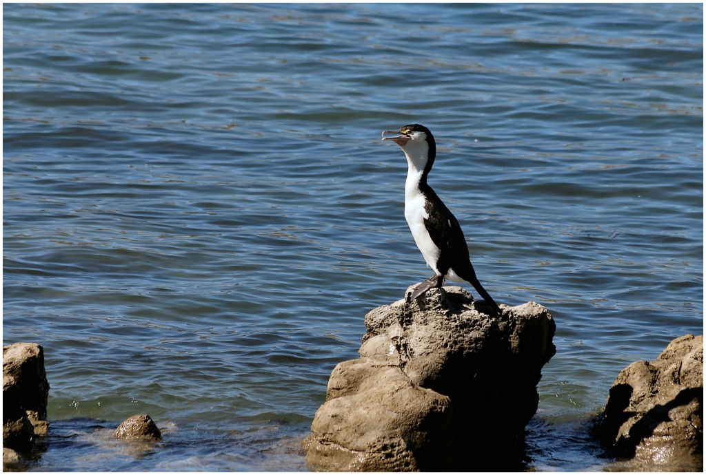 14 - Kaikoura (07) - Cormoran.jpg